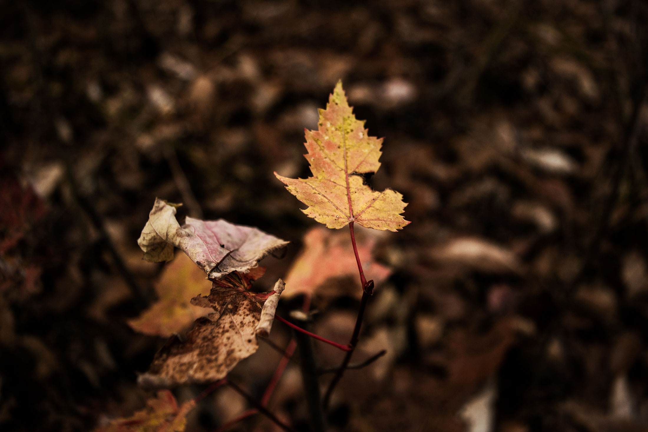 Nature Photography Kentucky