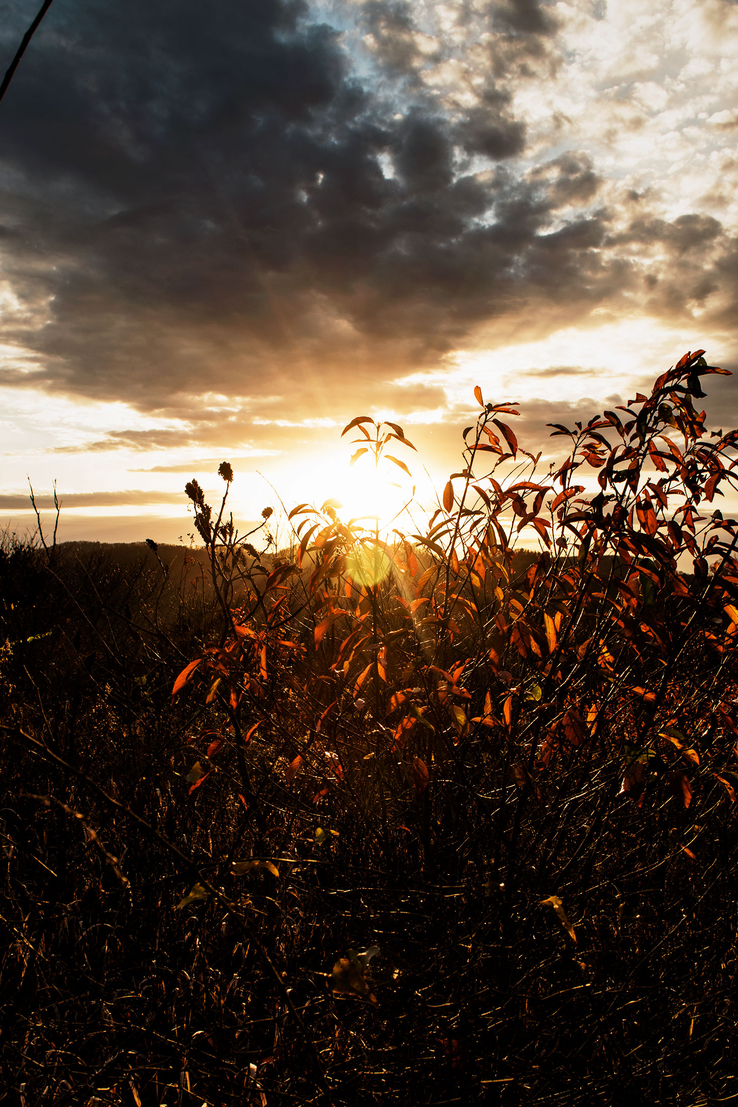 Nature Photography