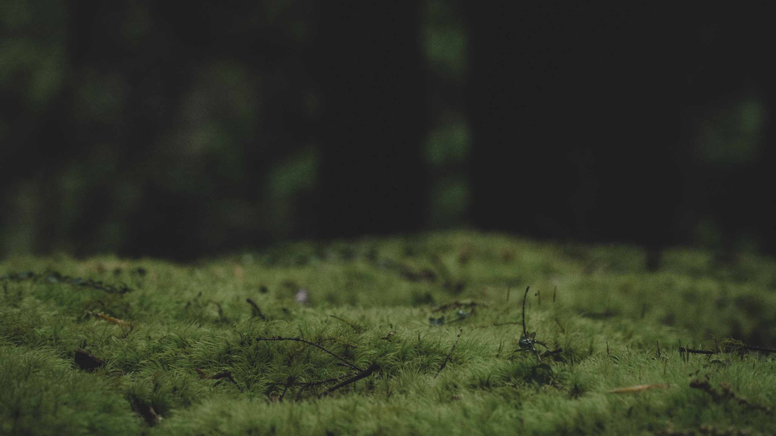 forest-vibes-series_11